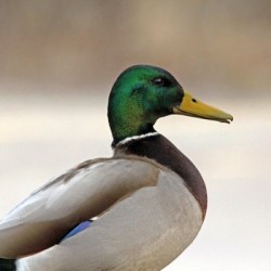 Drake Mallard